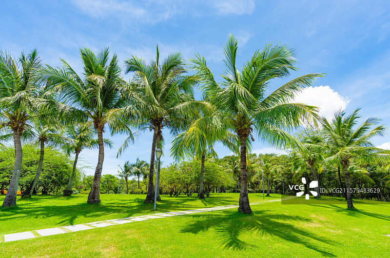 深圳湾公园的棕榈树图片素材