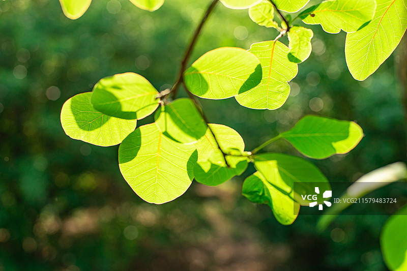 中国野生植物拍摄主题，鲜嫩的绿色树叶纹理特写和枝芽全景图，户外白昼无人图像摄影图片素材