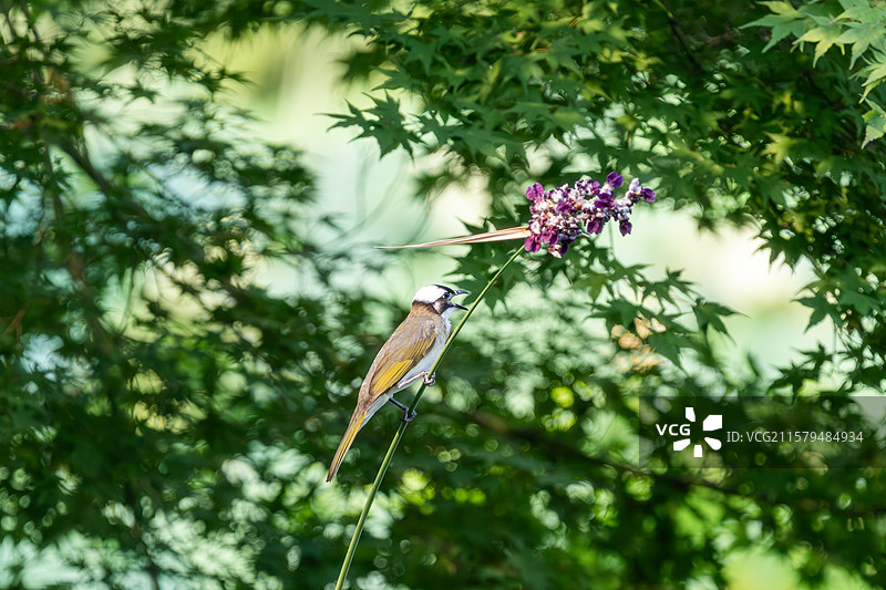 白头鹎图片素材