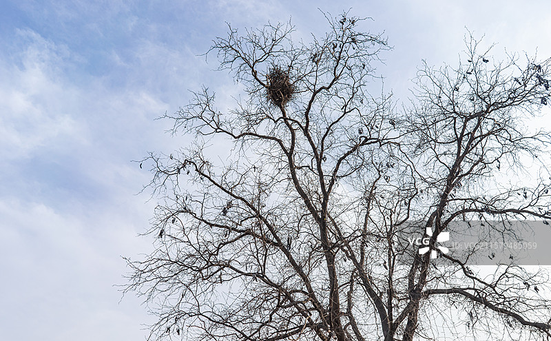 中国野外自然环境拍摄主题，干枯的白杨树洋槐树上一个喜鹊的鸟窝老鸹窝，户外白昼无人图像摄影图片素材