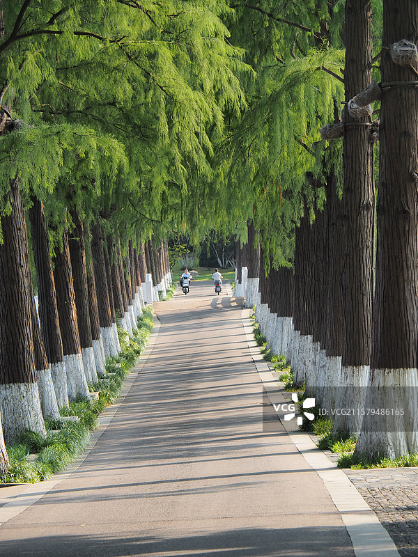 公园里树木丛中的空人行道图片素材
