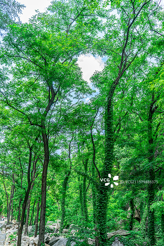 中国自然风光拍摄主题，山东泰安泰山汉东御道风景区，茂密的森林雨林和缠绕的爬山虎，户外白昼无人图像摄影图片素材