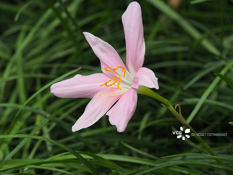 田野上粉红色番红花的特写镜头图片素材