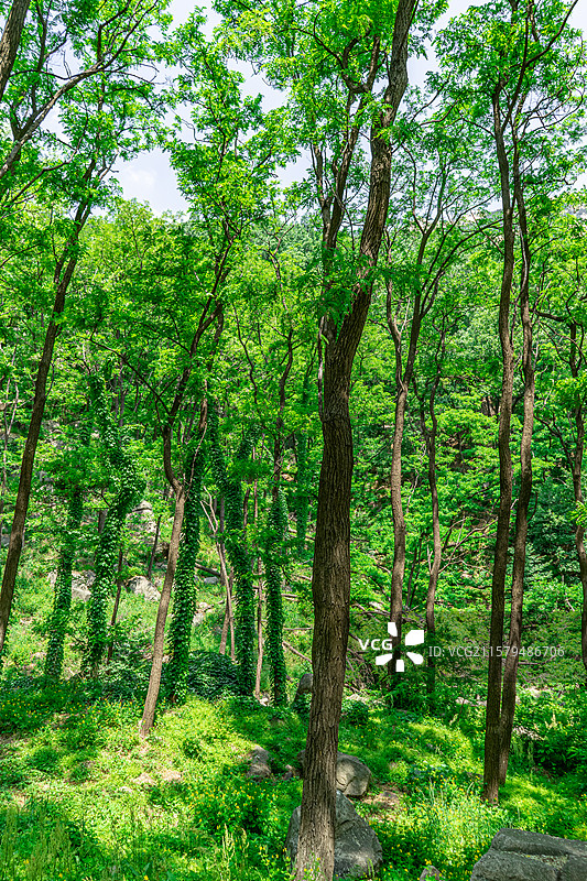 中国自然风光拍摄主题，山东泰安泰山汉东御道风景区，茂密的森林雨林和缠绕的爬山虎，户外白昼无人图像摄影图片素材