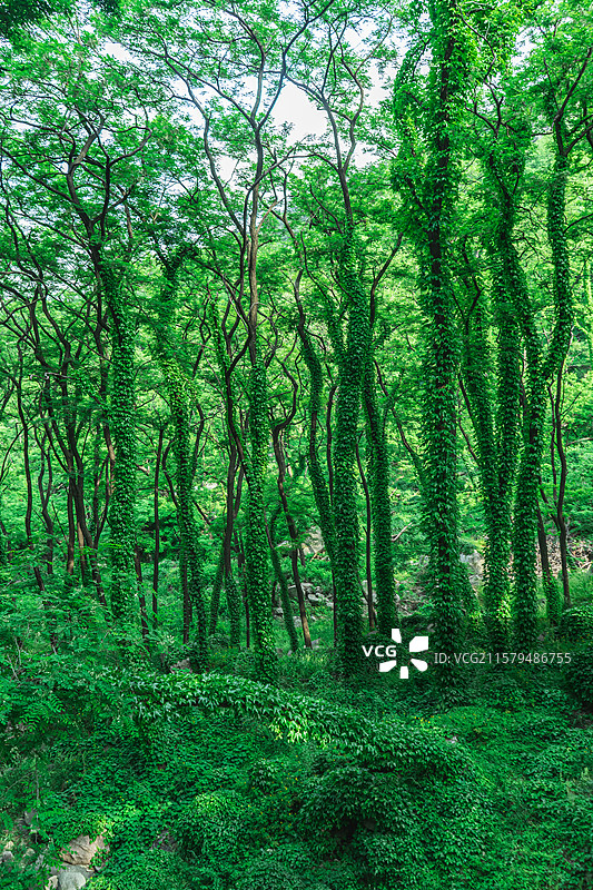 中国自然风光拍摄主题，山东泰安泰山汉东御道风景区，茂密的森林雨林和缠绕的爬山虎，户外白昼无人图像摄影图片素材