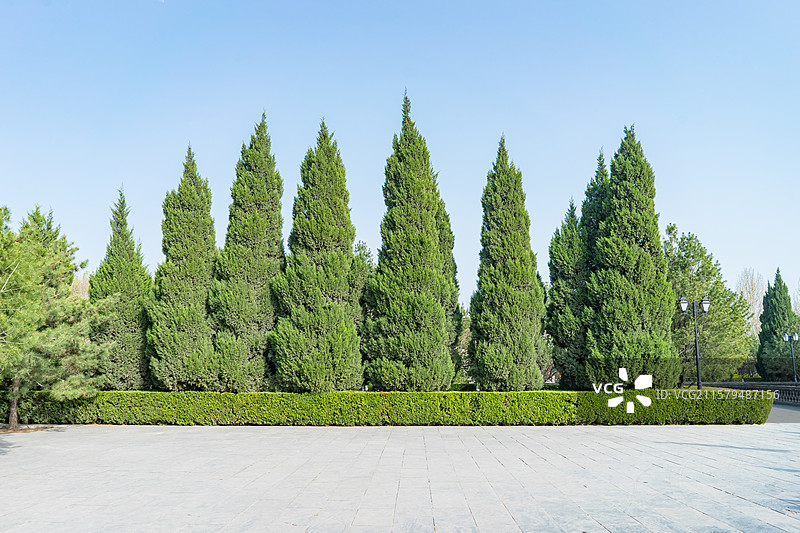 中国山西临汾洪洞县大槐树寻根祭祖园旅游景区著名景点，中式庭院里的圆柏柏树，户外白昼无人图像摄影图片素材