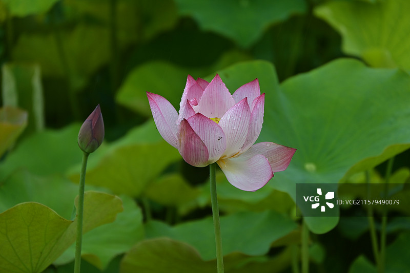 夏日荷花图片素材