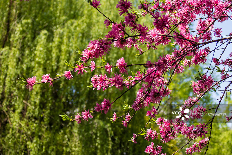 粉红色开花植物的低角度视图图片素材