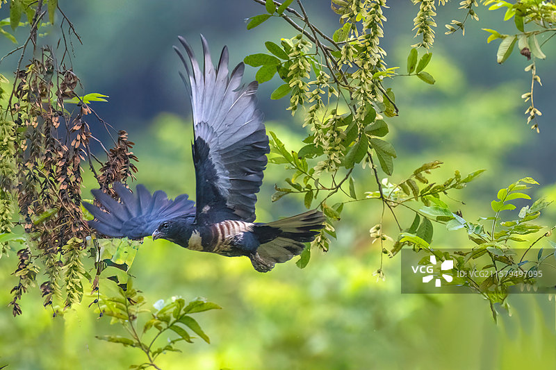 黑冠鹃隼图片素材