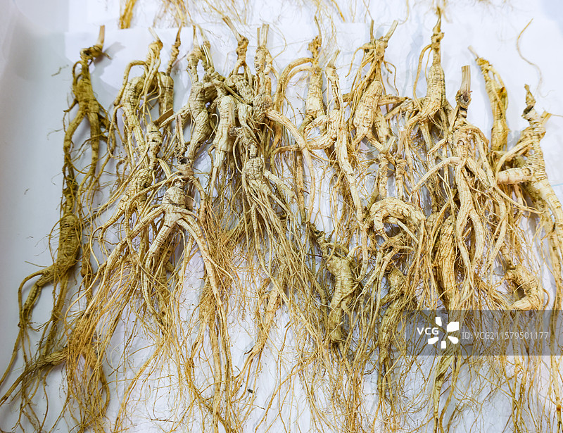 中药材长白山灵芝和人参野山参图片素材