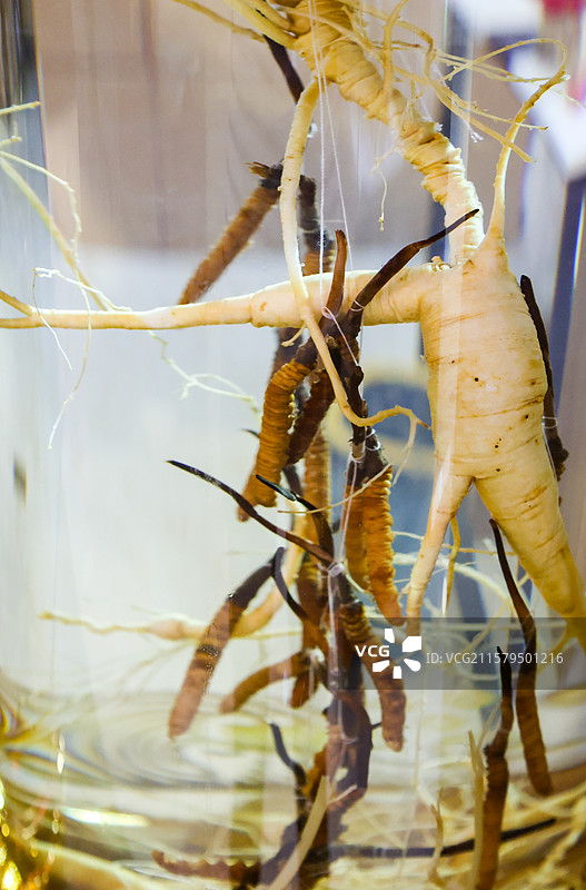 中药材长白山灵芝和人参野山参图片素材