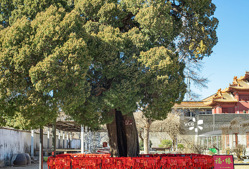 中国传统文化和自然风光拍摄主题  ,一颗古树柏树侧柏的栏杆上悬挂着大量红色许愿牌子，户外白昼无人图像图片素材