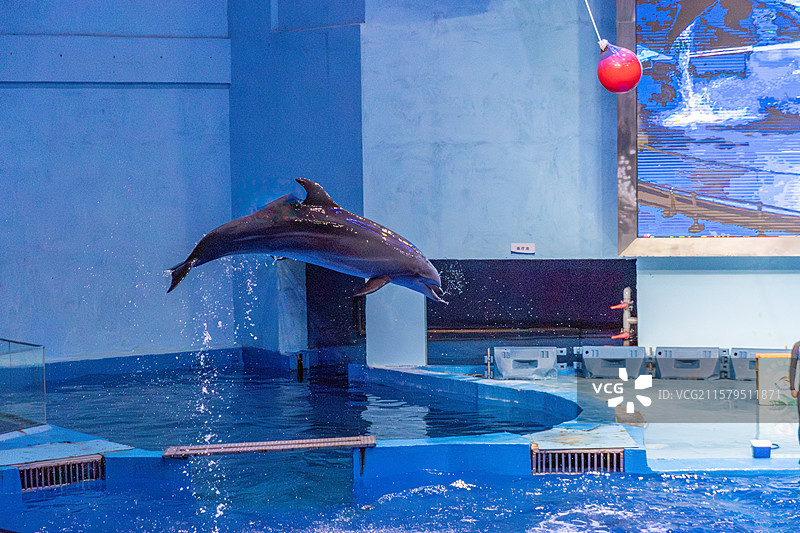 温州极地海洋世界，空中的海豚（动物表演）图片素材