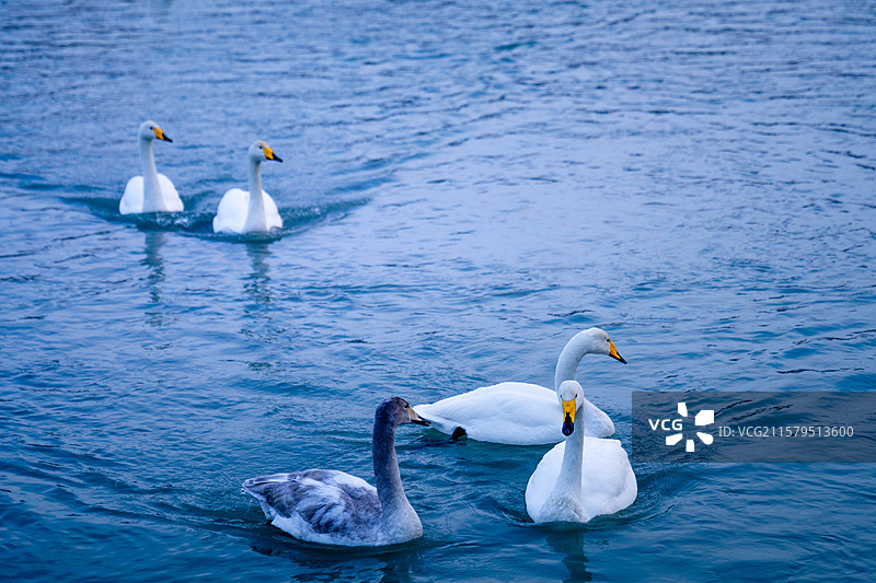 生态保护 新疆博乐市 滨河公园 冬季 天鹅图片素材