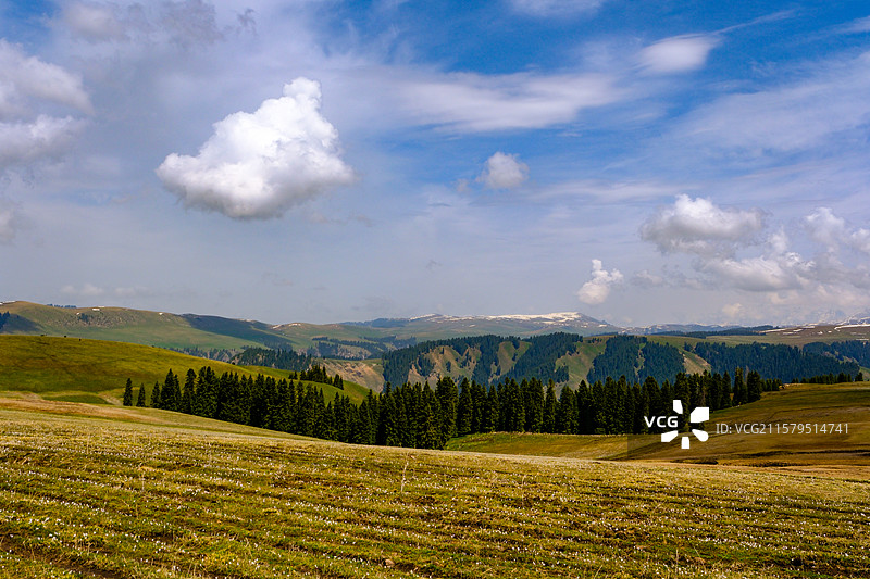 中国新疆伊犁州特克斯县喀拉峻草原猎鹰台观景台风光，喀拉峻草原野百合盛开图片素材
