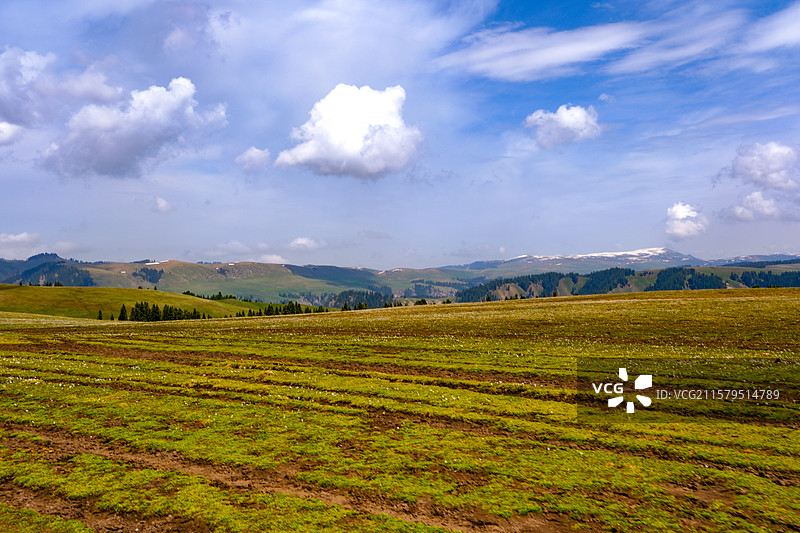 中国新疆伊犁州特克斯县喀拉峻草原猎鹰台观景台风光，喀拉峻草原野百合盛开图片素材