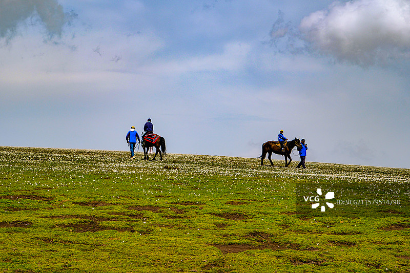中国新疆伊犁州特克斯县喀拉峻草原猎鹰台观景台风光，喀拉峻草原野百合盛开图片素材