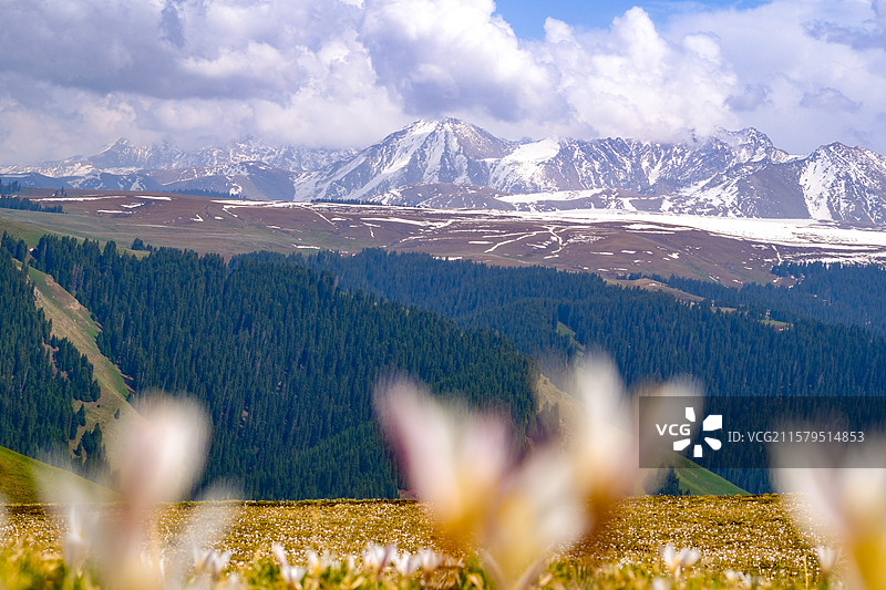 中国新疆伊犁州特克斯县喀拉峻草原猎鹰台观景台风光，喀拉峻草原野百合盛开图片素材