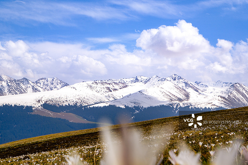 中国新疆伊犁州特克斯县喀拉峻草原猎鹰台观景台风光，喀拉峻草原野百合盛开图片素材