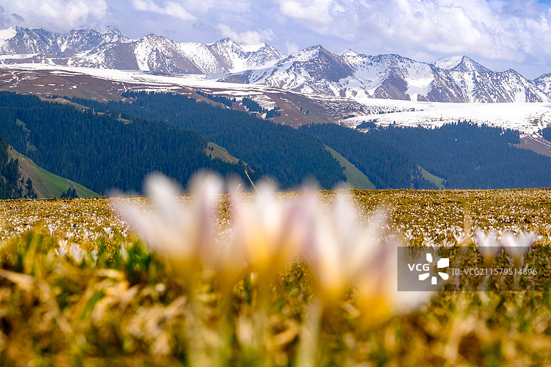 中国新疆伊犁州特克斯县喀拉峻草原猎鹰台观景台风光，喀拉峻草原野百合盛开图片素材