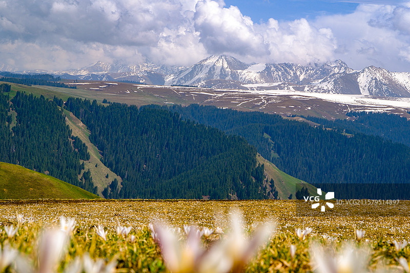 中国新疆伊犁州特克斯县喀拉峻草原猎鹰台观景台风光，喀拉峻草原野百合盛开图片素材