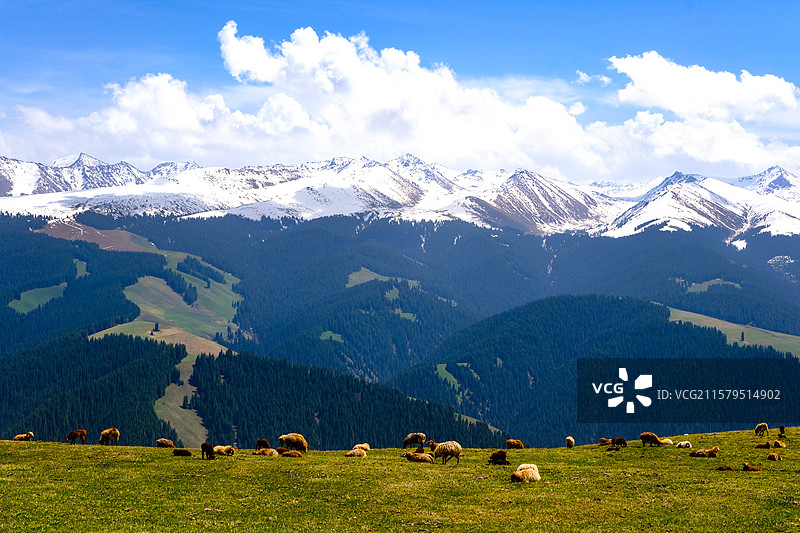 中国新疆伊犁州特克斯县喀拉峻草原猎鹰台观景台风光，喀拉峻草原野百合盛开图片素材