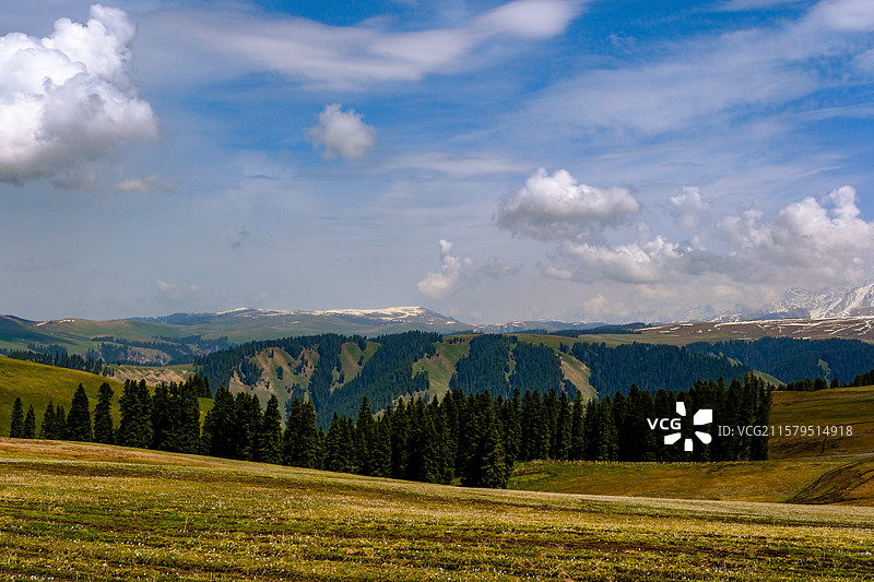 中国新疆伊犁州特克斯县喀拉峻草原猎鹰台观景台风光，喀拉峻草原野百合盛开图片素材