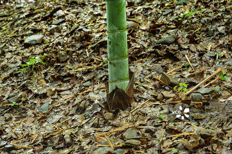 翠竹拔节向上生长图片素材