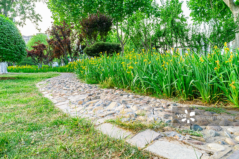 中国城市道理和野生植物拍摄主题，延伸的人行道和绿色的花坛和草坪，盛开的黄菖蒲，户外无人图像摄影图片素材