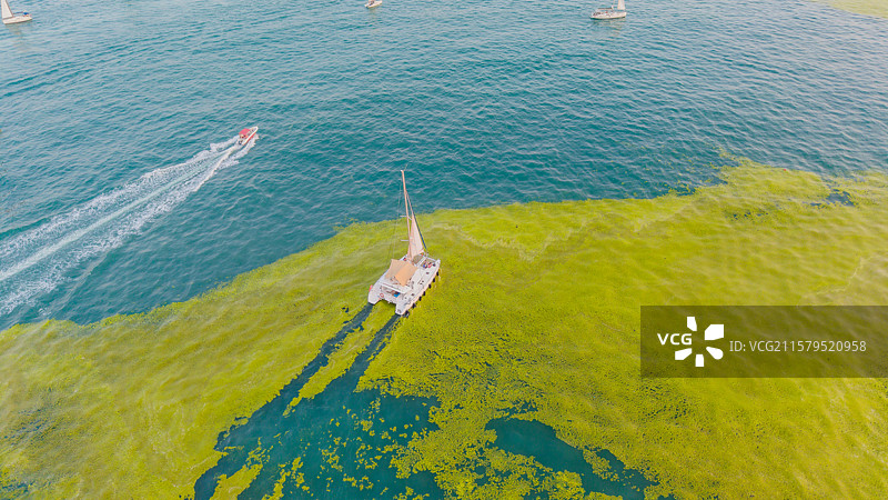 浒苔，海洋环境污染防治，青岛夏季海边的浒苔图片素材