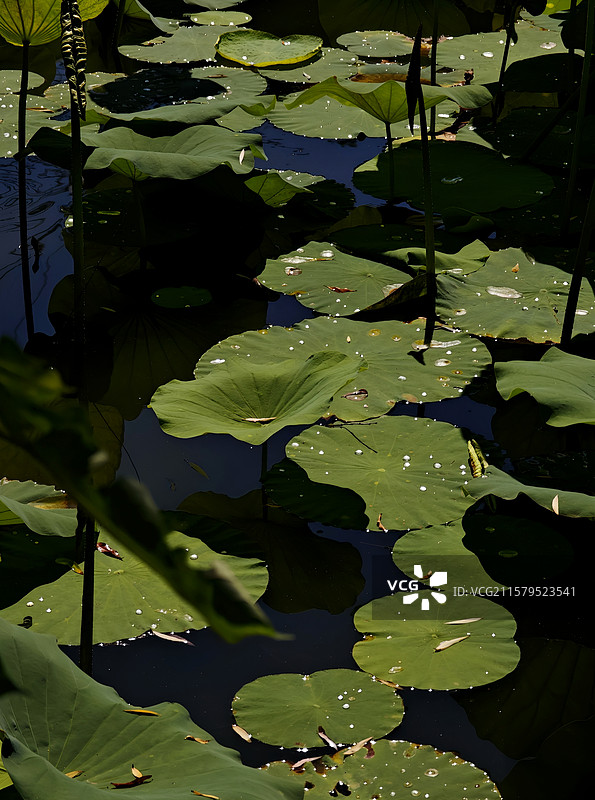 点点星光入梦河-露珠在荷叶上，阳光下星光闪闪，仿佛一条入梦之路图片素材