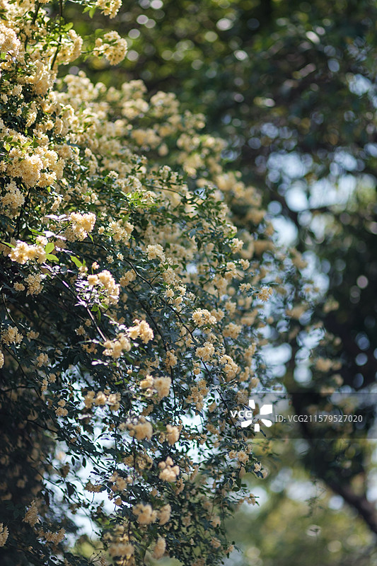 小黄花图片素材
