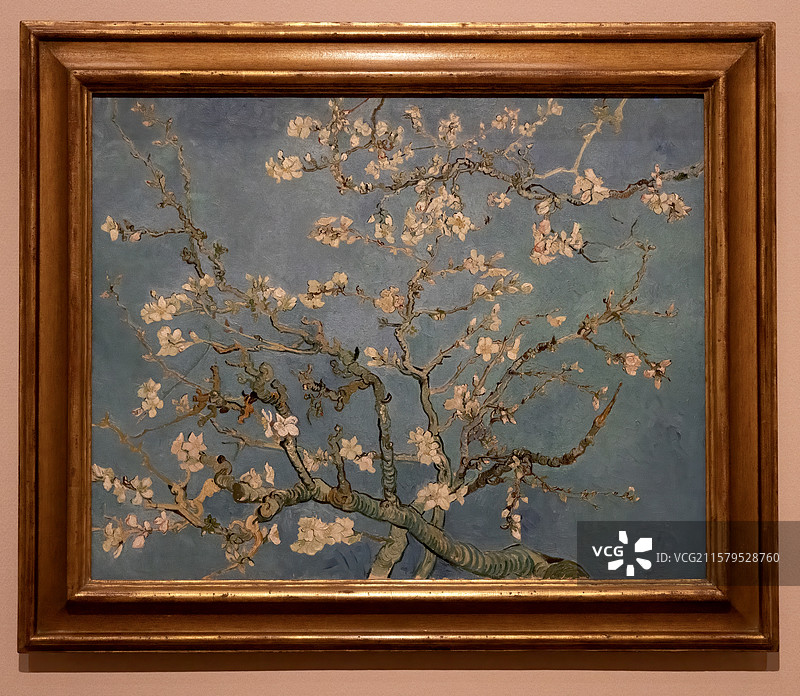 梵高《开花的杏树》阿姆斯特丹梵高博物馆收藏图片素材