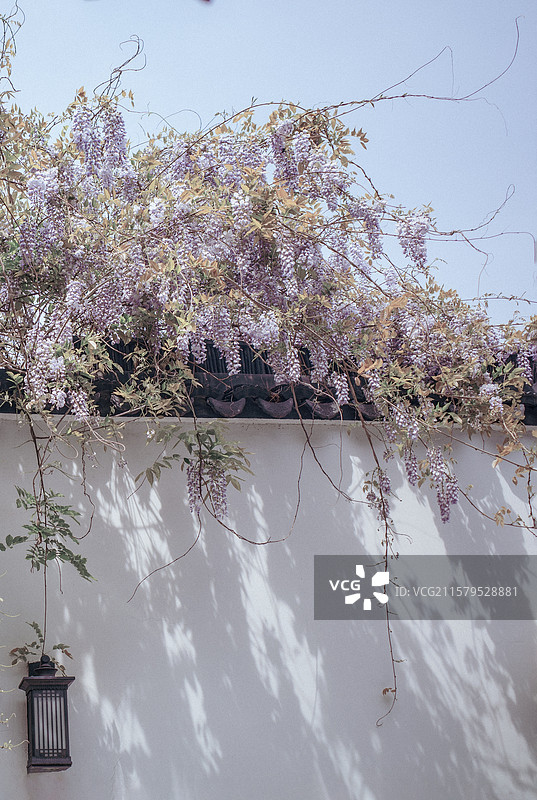 有花植物对建筑物的低角度视图图片素材
