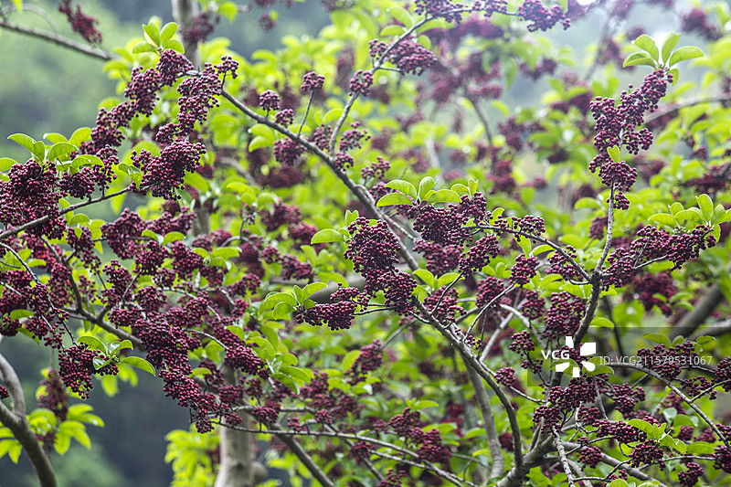 铁冬青图片素材