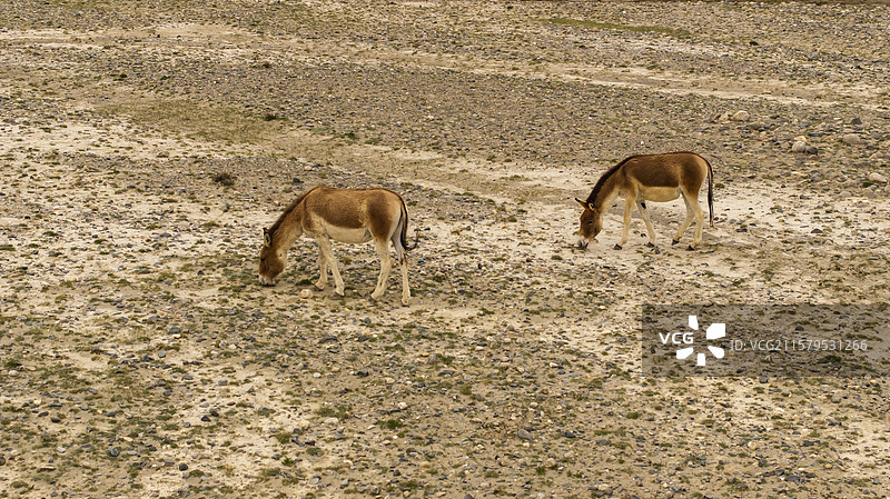 航拍可可西里自然保护区野驴藏野驴图片素材