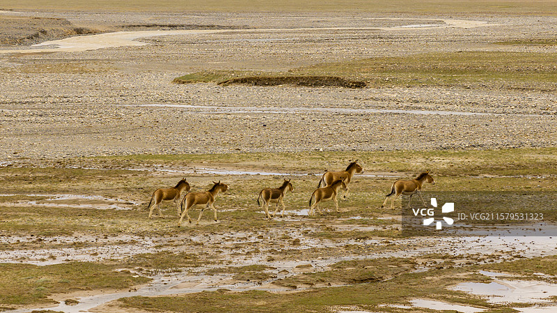 航拍可可西里自然保护区野驴藏野驴图片素材
