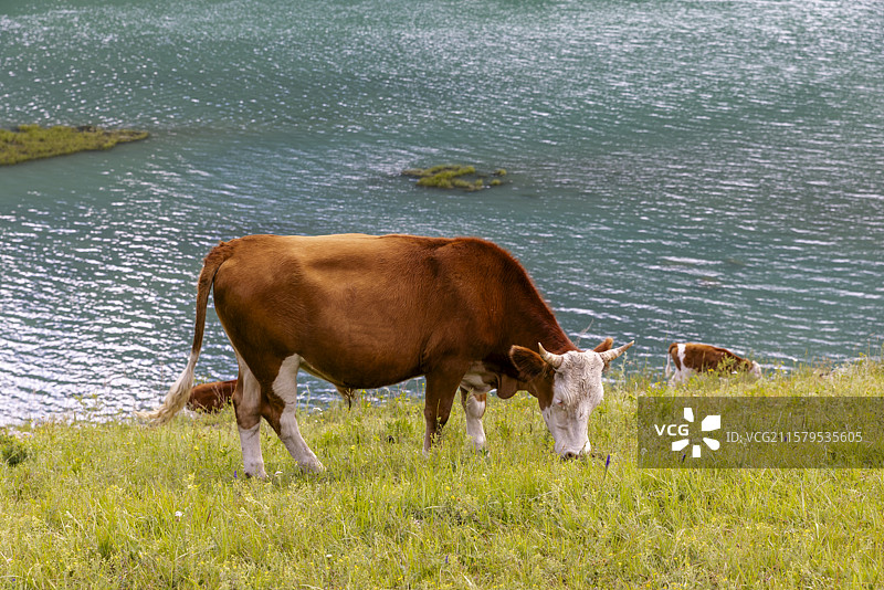 新疆阿勒泰喀纳斯湖边放牧的牛群图片素材