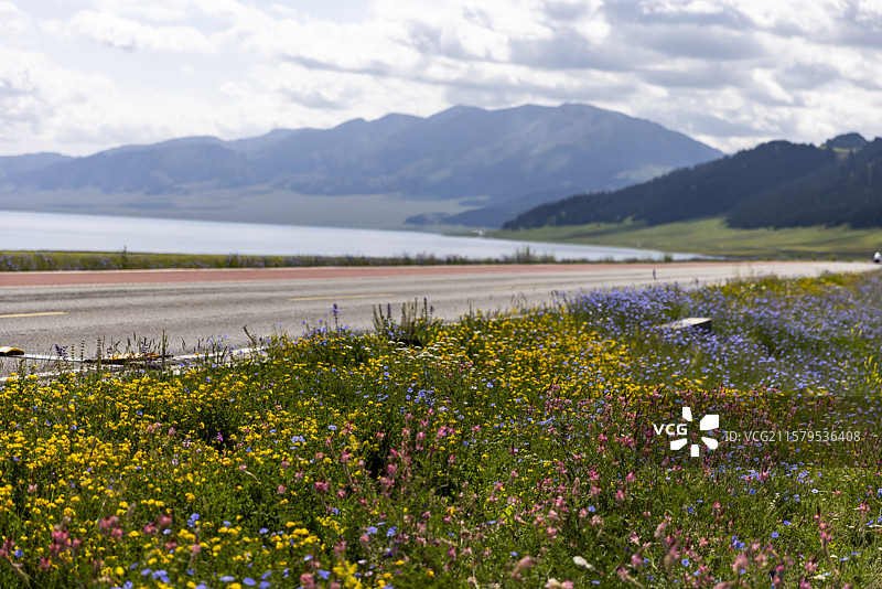 赛里木湖湖边的小花图片素材