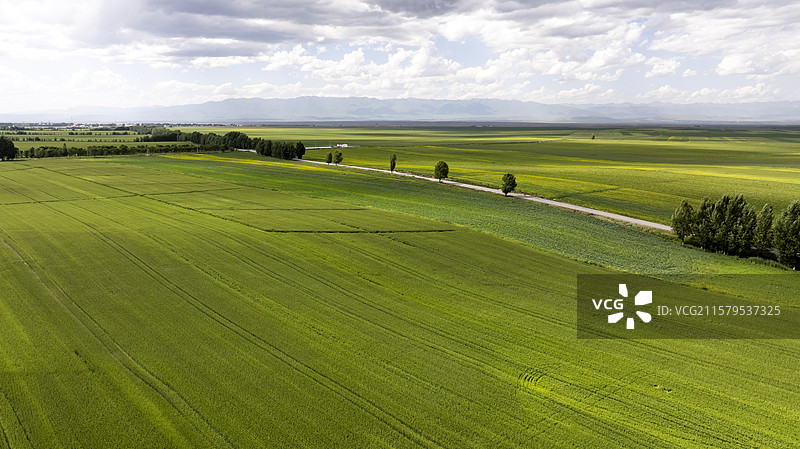 一望无垠的绿色麦田 希望的田野航拍图片素材