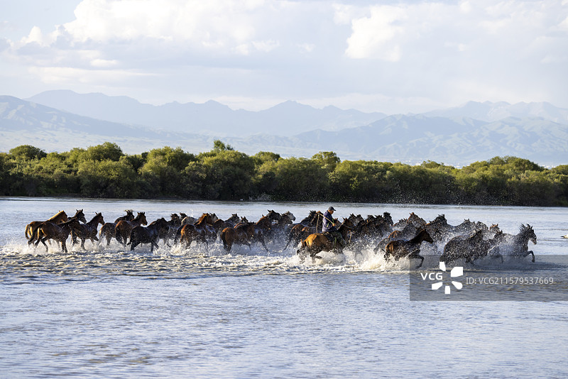 新疆昭苏天马浴河奔腾的马群图片素材