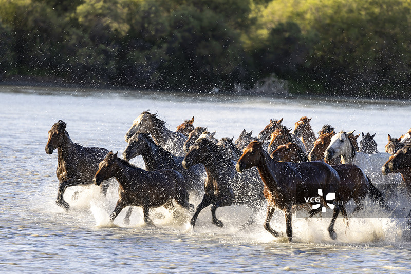 新疆昭苏天马浴河奔腾的马群图片素材