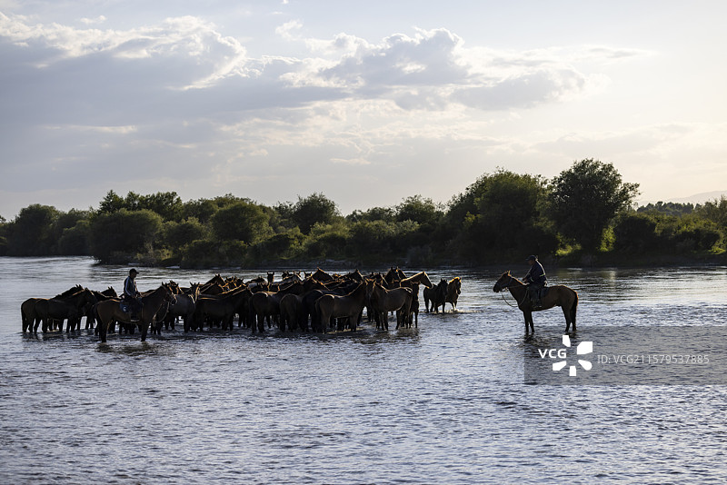 新疆昭苏天马浴河奔腾的马群图片素材