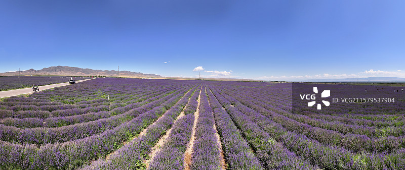 新疆伊犁天山花海薰衣草花海全景图图片素材