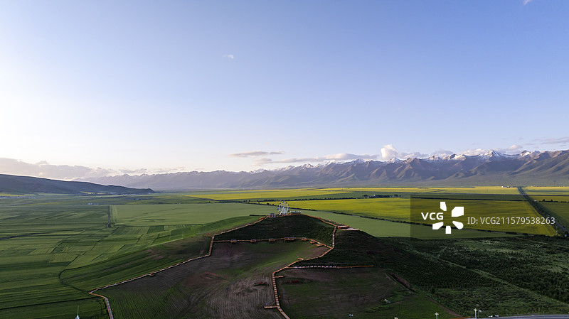 青海门源油菜花金色田野航拍图片素材