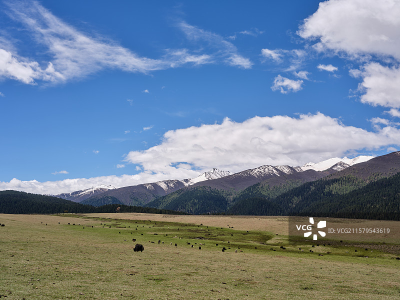 玉科草原的风景图片素材