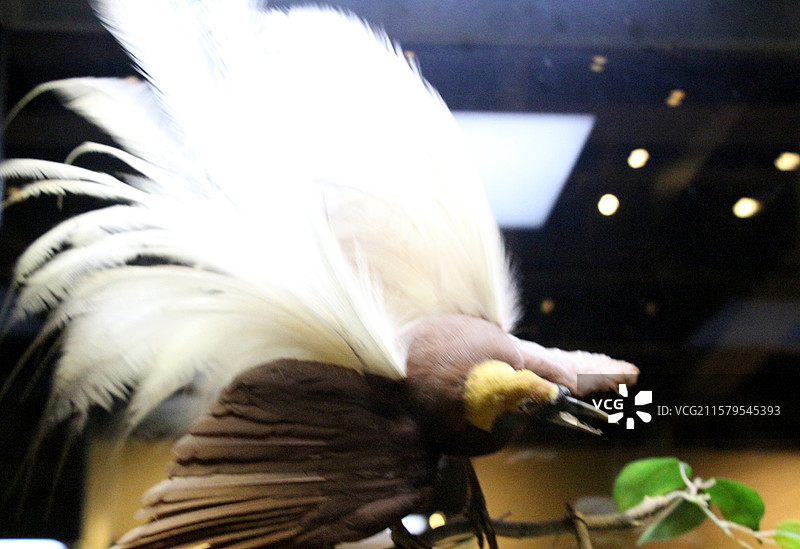 上海自然博物馆 —— 大极乐鸟图片素材