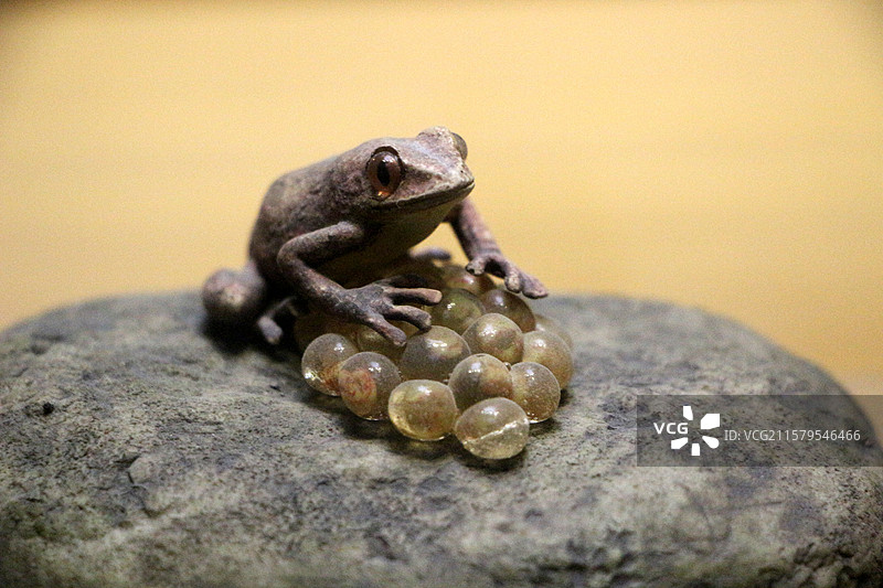 上海自然博物馆 —— 卵齿蟾图片素材