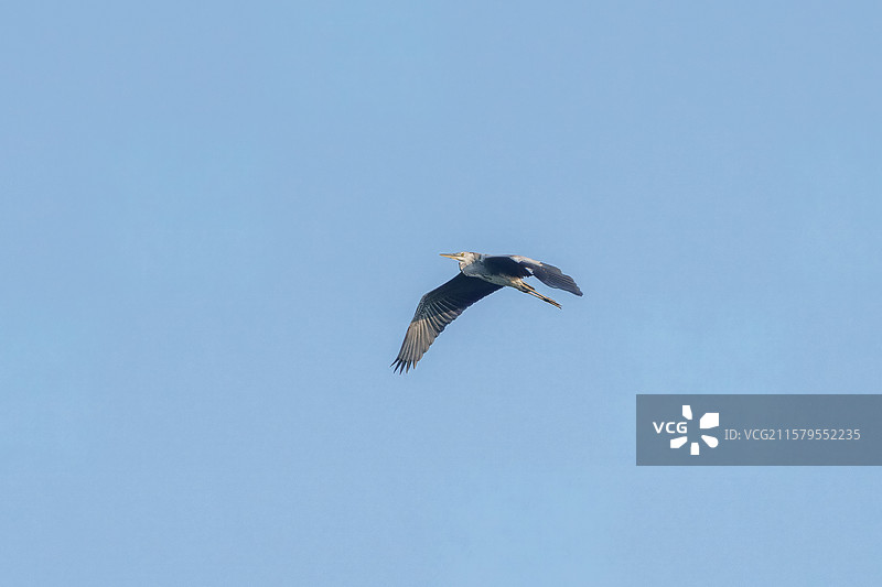 成都市天府新区南湖公园中飞翔的苍鹭图片素材