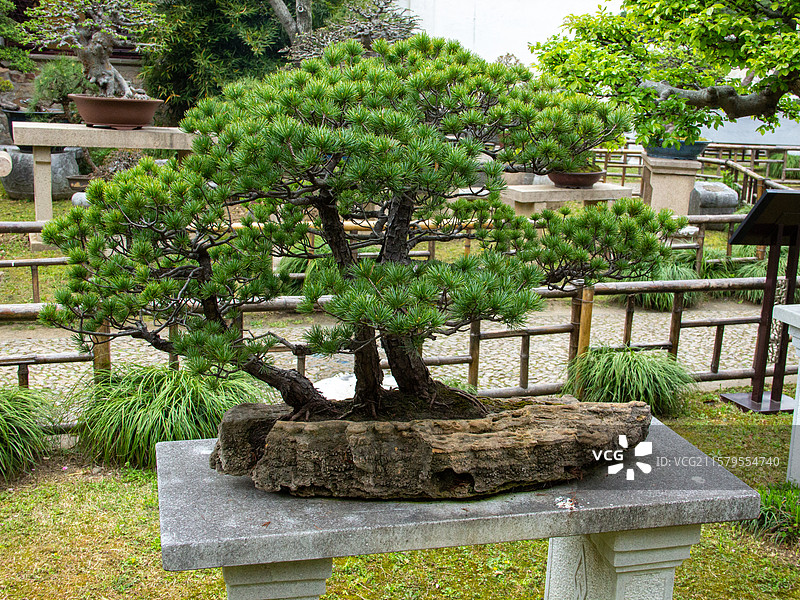 中式松树盆景图片素材